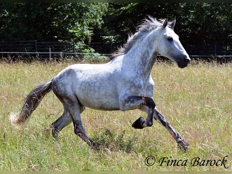 PRE Stallion 6 years 16.1 hh Grey in Wiebelsheim