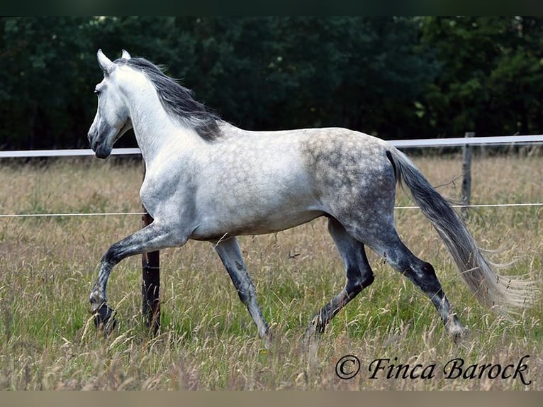 PRE Stallion 6 years 16.1 hh Grey in Wiebelsheim
