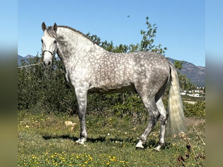 PRE Stallion 6 years 16.1 hh Grey-Dapple in Schwarme