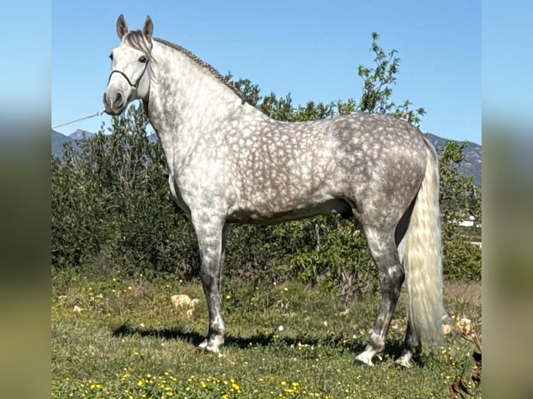 PRE Stallion 6 years 16.1 hh Grey-Dapple in Schwarme