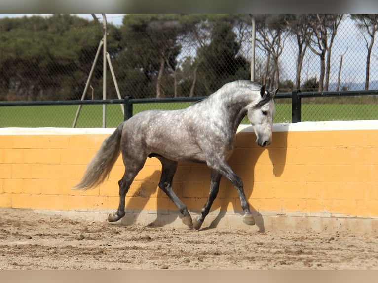 PRE Mix Stallion 6 years 16.1 hh Grey-Dapple in Hamburg