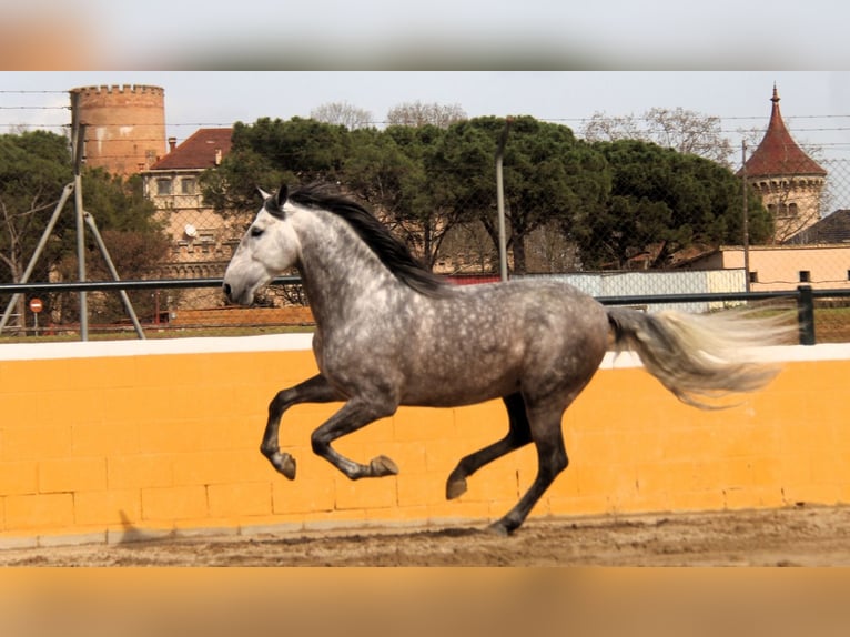 PRE Mix Stallion 6 years 16.1 hh Grey-Dapple in Hamburg