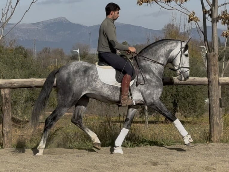 PRE Mix Stallion 6 years 16.1 hh Grey in Coín, Malaga