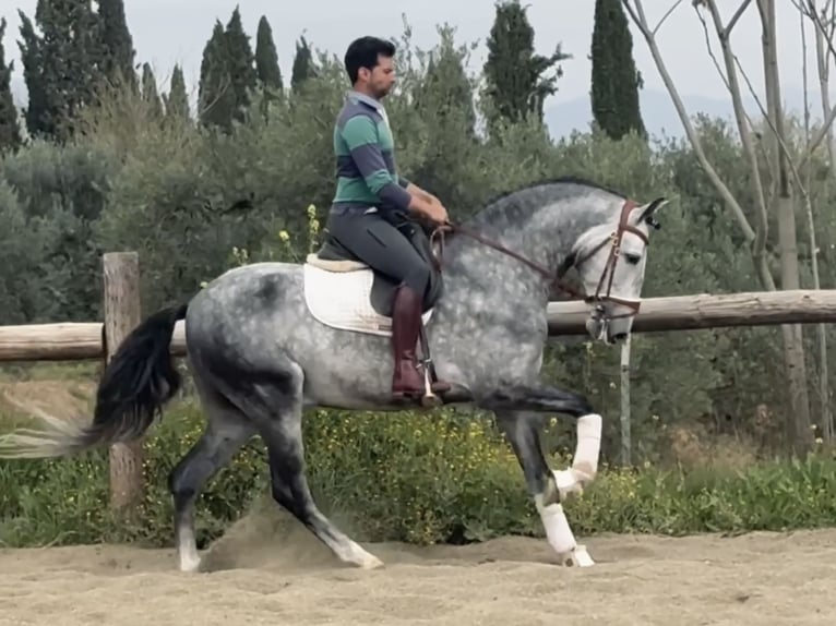 PRE Mix Stallion 6 years 16.1 hh Grey in Coín, Malaga