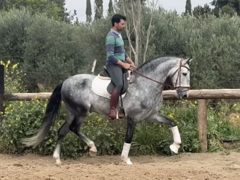 PRE Mix Stallion 6 years 16.1 hh Grey in Coín, Malaga
