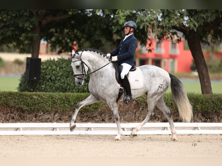 PRE Stallion 6 years 16.1 hh Grey in Los Palacios Y Villafranca