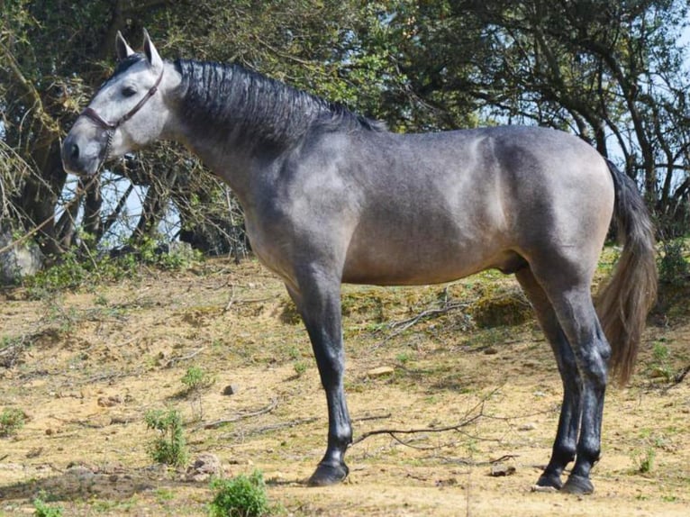 PRE Mix Stallion 6 years 16.1 hh Grey in NAVAS DEL MADRONO