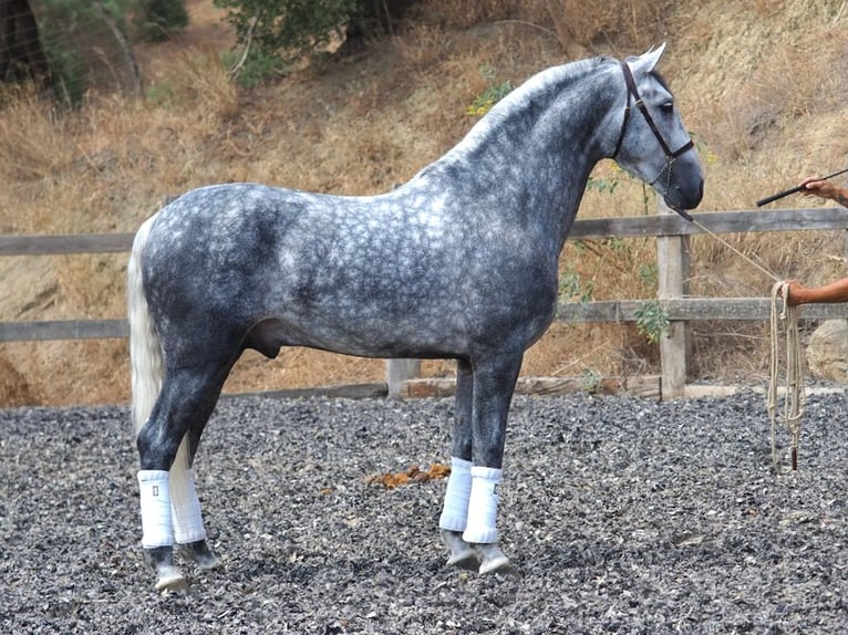 PRE Mix Stallion 6 years 16.1 hh Grey in NAVAS DEL MADRONO