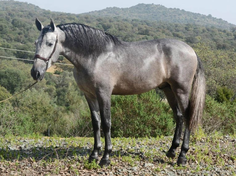 PRE Mix Stallion 6 years 16.1 hh Grey in NAVAS DEL MADRONO