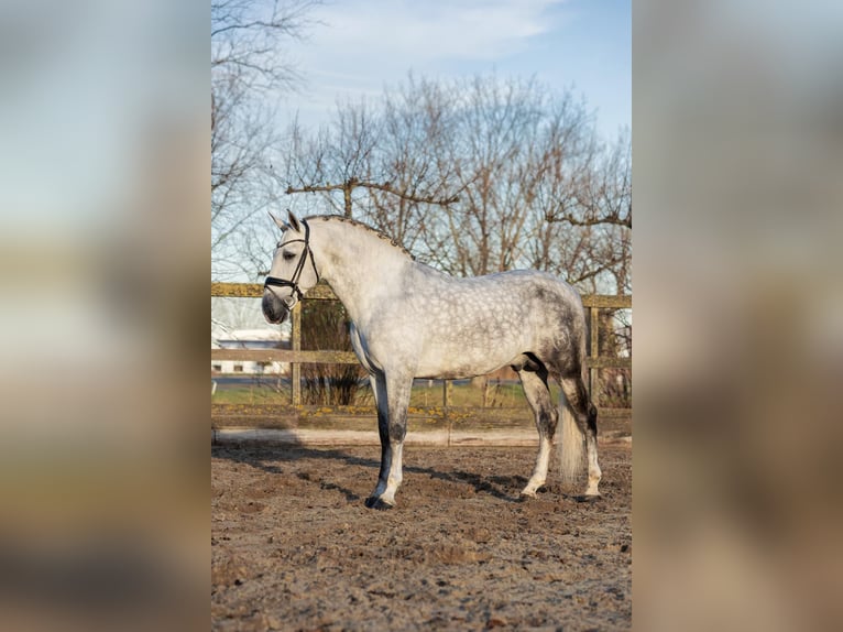 PRE Stallion 6 years 16.1 hh Grey in Poeldijk
