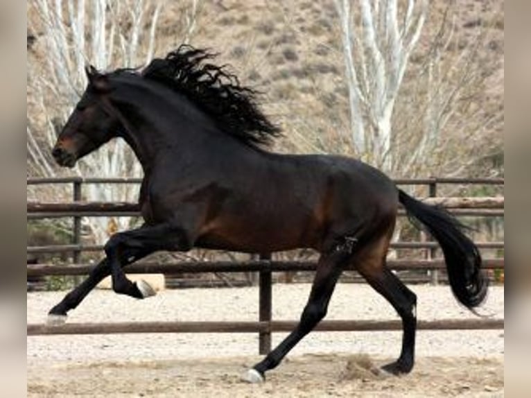 PRE Mix Stallion 6 years 16,2 hh Bay in 29001