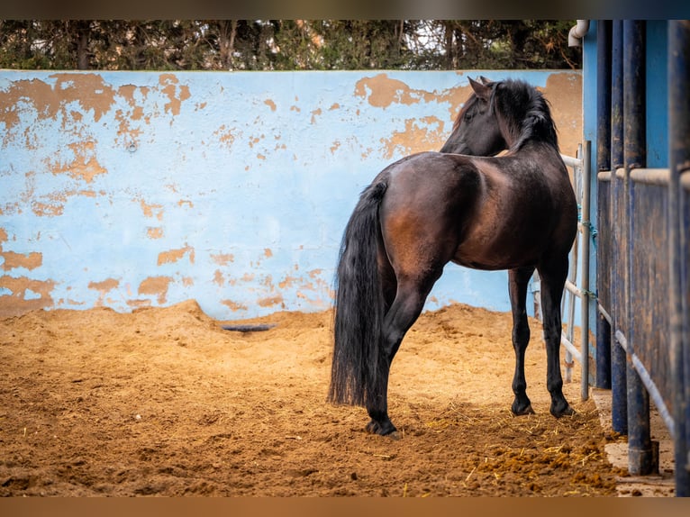 PRE Mix Stallion 6 years 16,2 hh Black in Valencia
