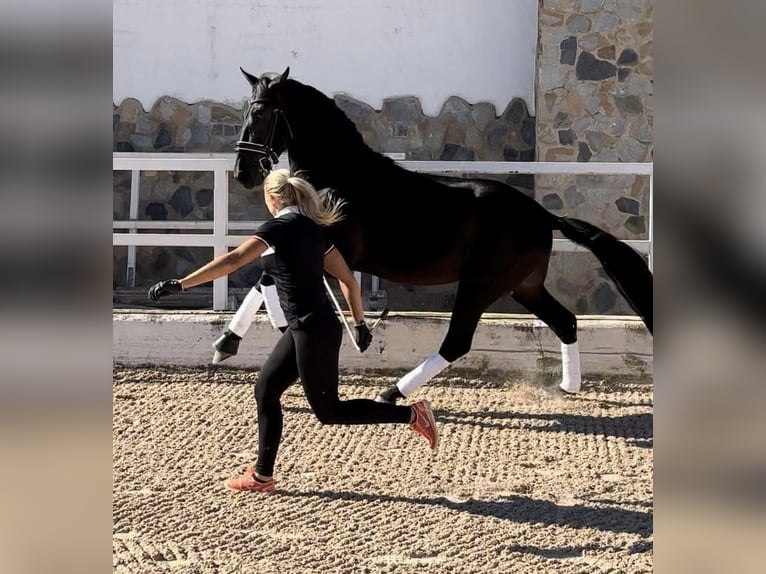 PRE Stallion 6 years 16,2 hh Black in la nucia