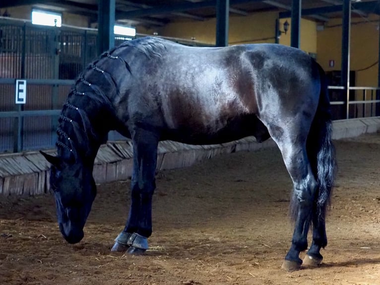 PRE Mix Stallion 6 years 16.2 hh Black in NAVAS DEL MADRONO