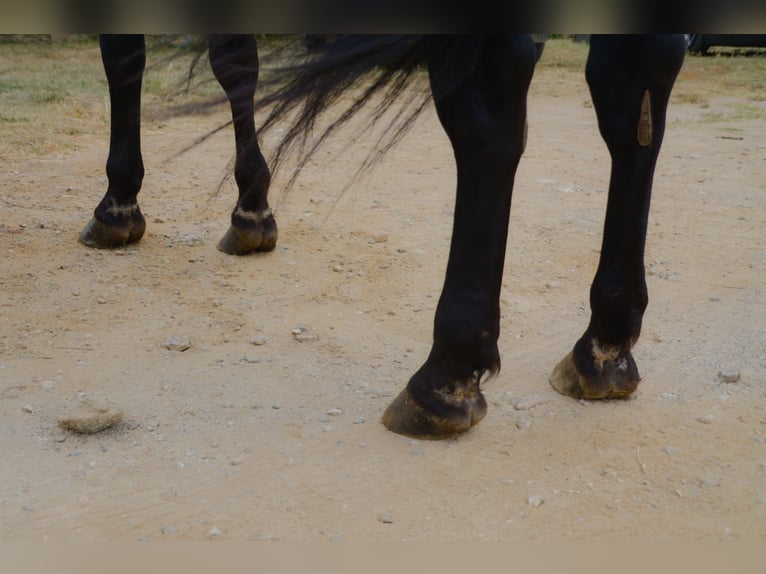 PRE Stallion 6 years 16.2 hh Black in Matajudaica