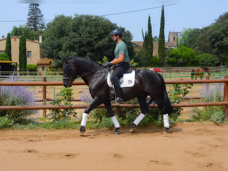 PRE Stallion 6 years 16.2 hh Black in Matajudaica