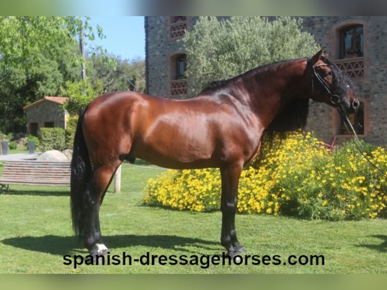 PRE Stallion 6 years 16,2 hh Brown in Barcelona