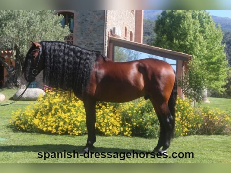 PRE Stallion 6 years 16,2 hh Brown in Barcelona