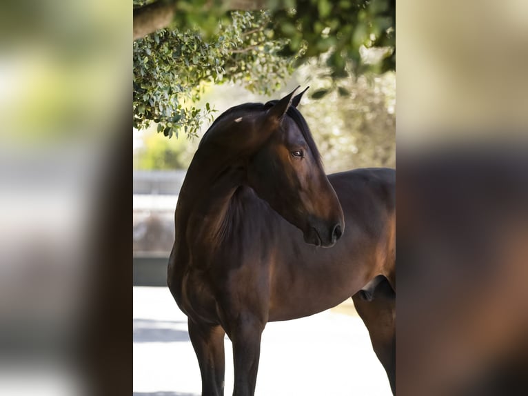 PRE Stallion 6 years 16,2 hh Brown in San Jose del Valle, Jerez