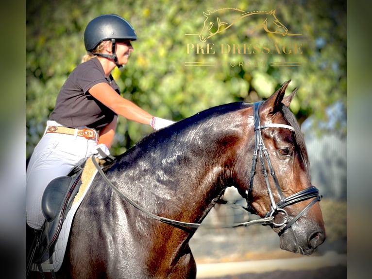 PRE Stallion 6 years 16,2 hh Brown in San Jose del Valle, Jerez