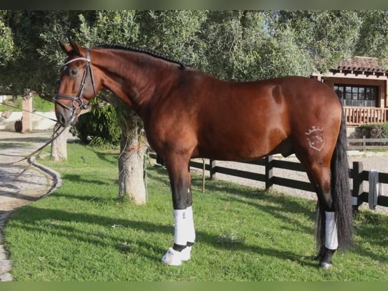 PRE Mix Stallion 6 years 16,2 hh Brown in Barcelona