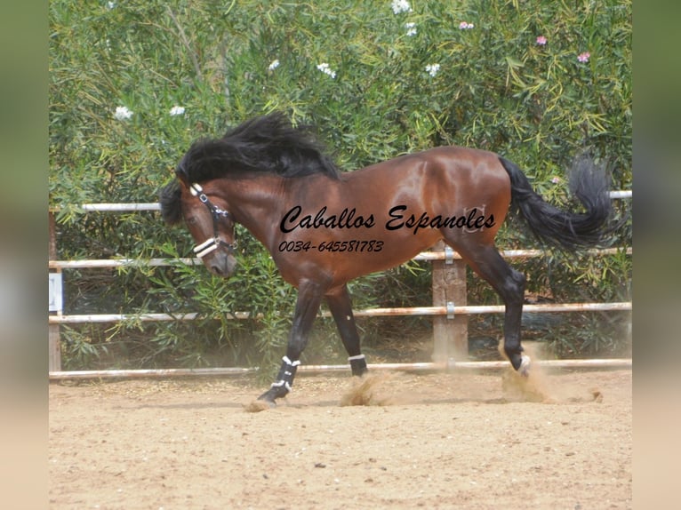 PRE Stallion 6 years 16.2 hh Brown in vejer de la frontera