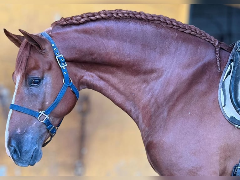 PRE Stallion 6 years 16,2 hh Chestnut-Red in Barcelona