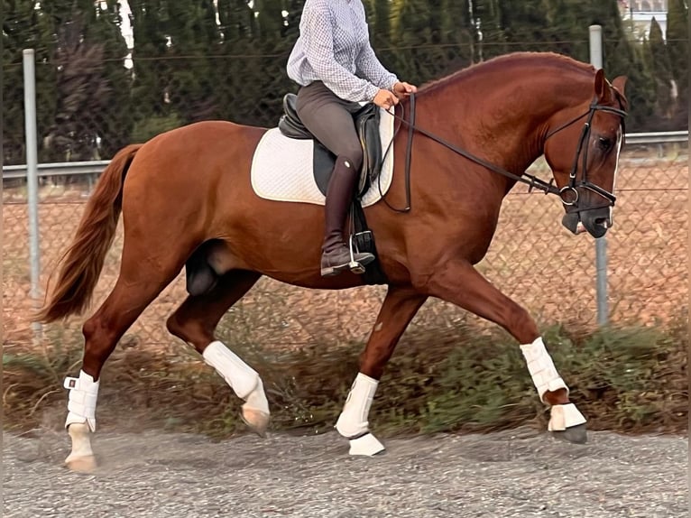 PRE Stallion 6 years 16,2 hh Chestnut-Red in Barcelona