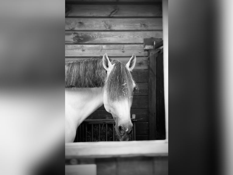 PRE Mix Stallion 6 years 16,2 hh Gray in Rotheux-Rimière