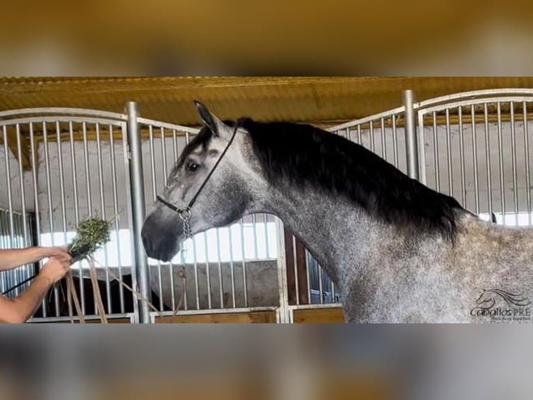 PRE Stallion 6 years 16,2 hh Gray in Merida