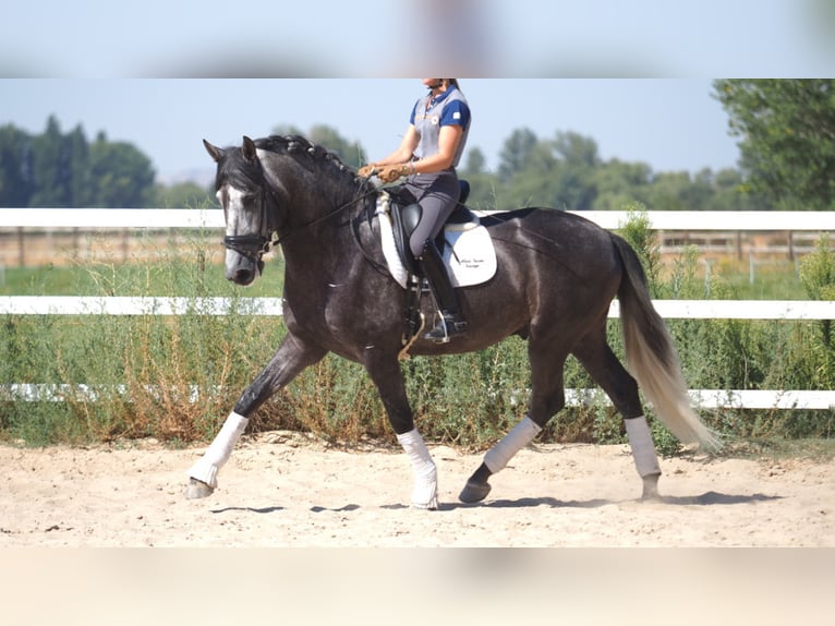 PRE Mix Stallion 6 years 16,2 hh Gray in NAVAS DEL MADRONO