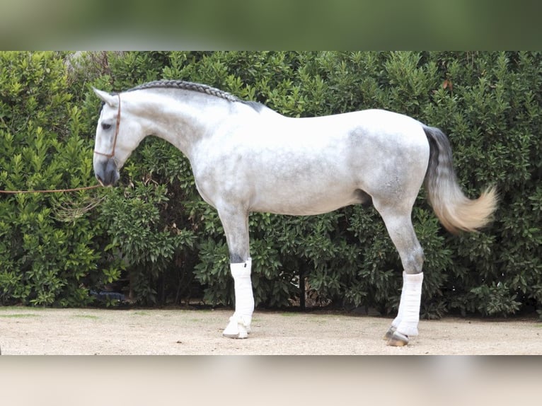 PRE Mix Stallion 6 years 16,2 hh Gray in NAVAS DEL MADRONO