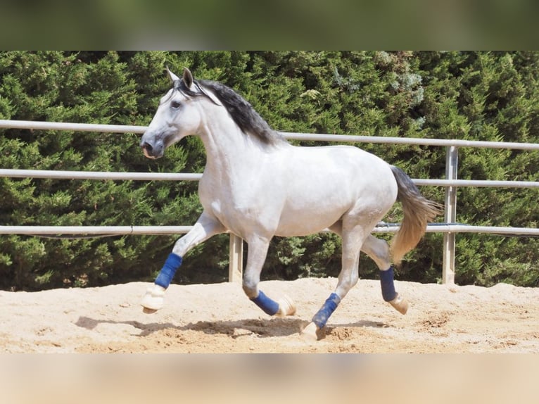 PRE Mix Stallion 6 years 16,2 hh Gray in NAVAS DEL MADRONO