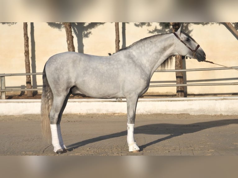 PRE Mix Stallion 6 years 16,2 hh Gray in NAVAS DEL MADRONO