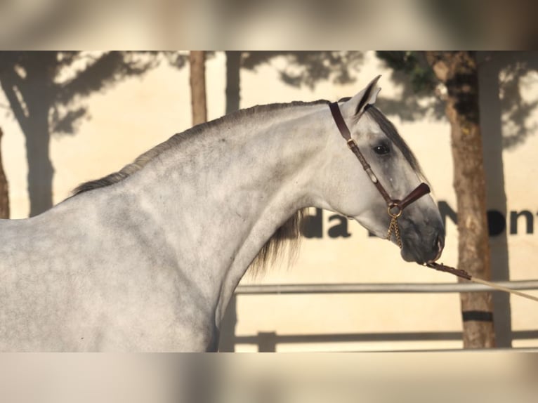 PRE Mix Stallion 6 years 16,2 hh Gray in NAVAS DEL MADRONO