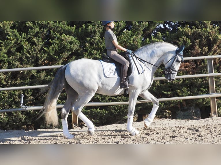 PRE Mix Stallion 6 years 16,2 hh Gray in NAVAS DEL MADRONO