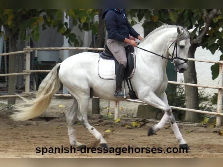 PRE Stallion 6 years 16,2 hh Gray in Barcelona