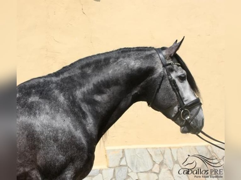 PRE Stallion 6 years 16,2 hh Gray in Leon