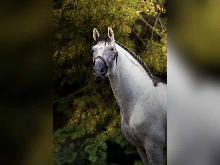 PRE Stallion 6 years 16.2 hh Grey in Rovello Porro