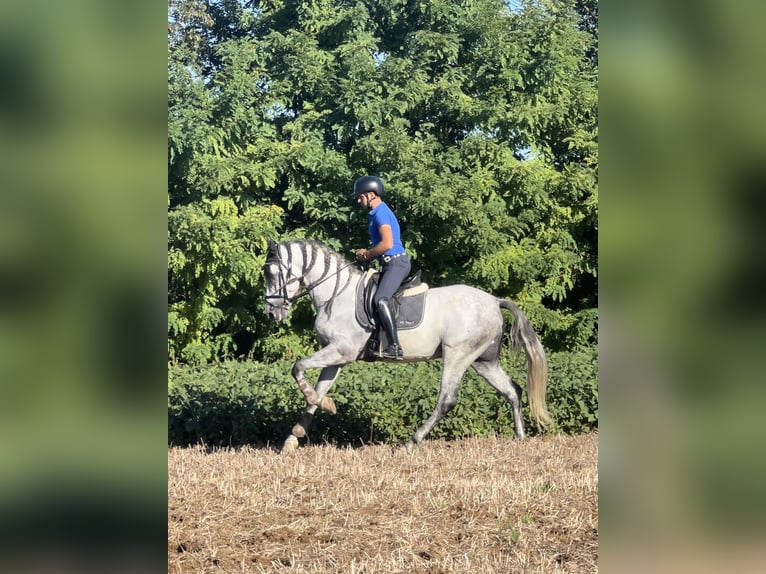 PRE Stallion 6 years 16.2 hh Grey in Rovello porro