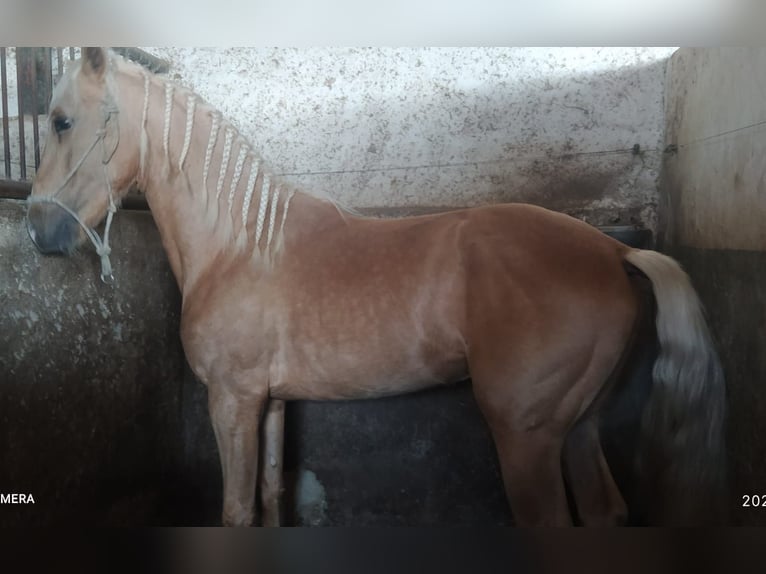 PRE Stallion 6 years 16,2 hh Perlino in Torre Pacheco