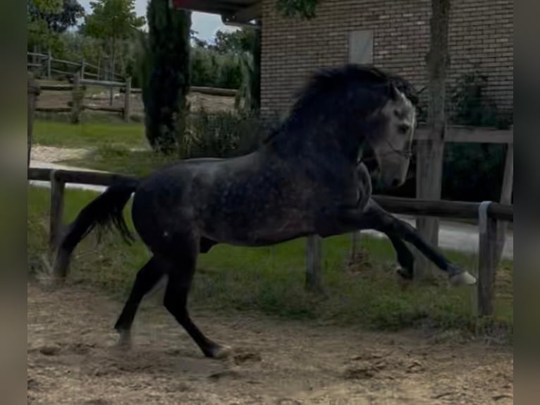 PRE Mix Stallion 6 years 16.2 hh White in Morcone