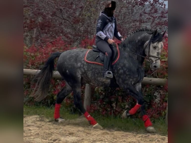 PRE Mix Stallion 6 years 16.2 hh White in Morcone