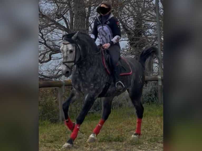 PRE Mix Stallion 6 years 16.2 hh White in Morcone