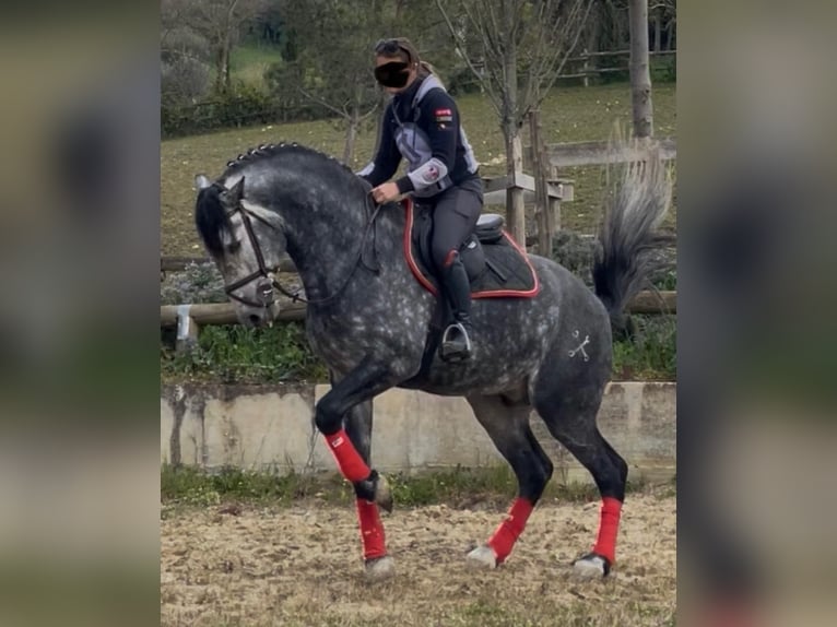 PRE Mix Stallion 6 years 16.2 hh White in Morcone