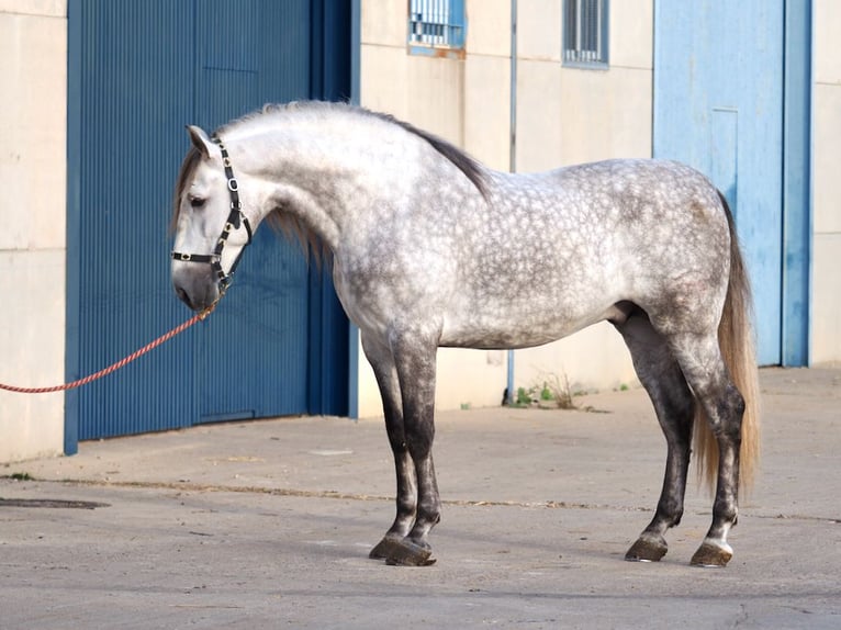 PRE Mix Stallion 6 years 16,3 hh Gray in NAVAS DEL MADRONO