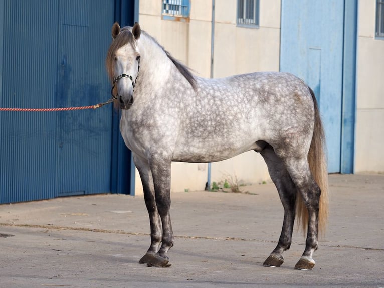 PRE Mix Stallion 6 years 16,3 hh Gray in NAVAS DEL MADRONO