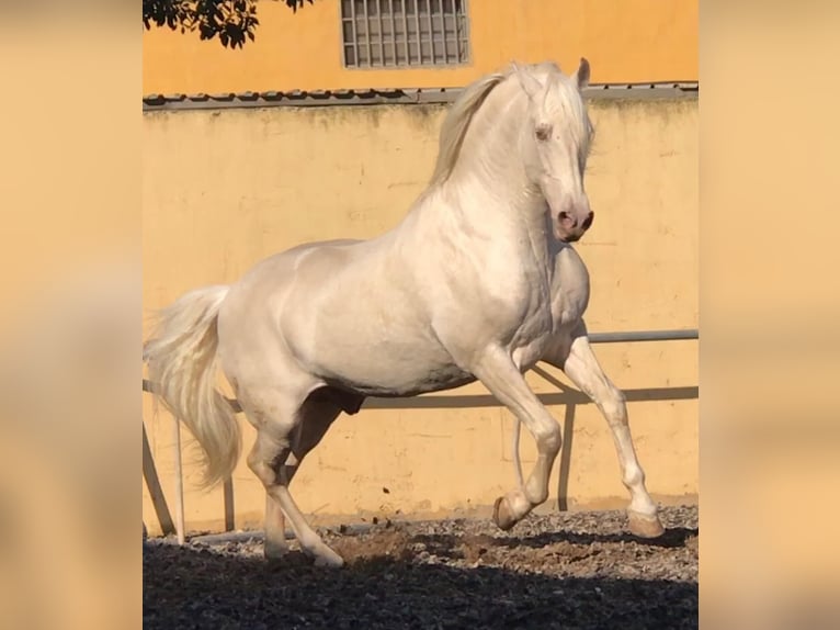 PRE Mix Stallion 6 years 16 hh in Almerimar