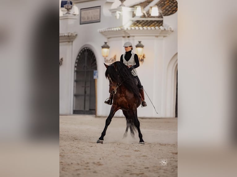 PRE Mix Stallion 6 years 16 hh Bay-Dark in Martfeld
