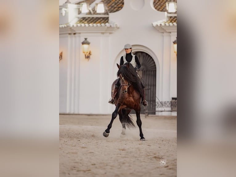 PRE Mix Stallion 6 years 16 hh Bay-Dark in Martfeld